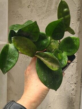 Hoya CHELSEA
